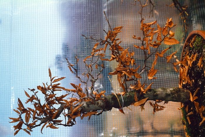 20071214131550_zattera