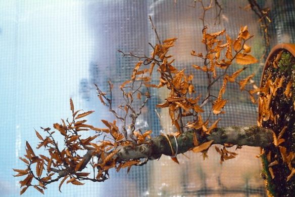 20071214131550_zattera