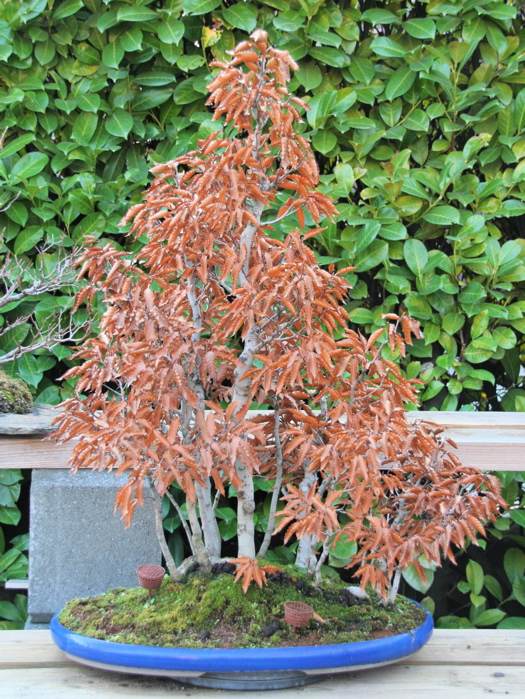 20071214132342_faggio crenata - 3