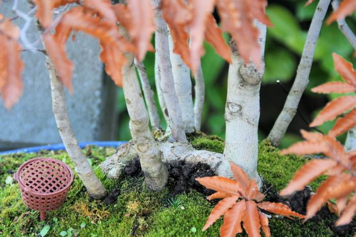 20071214132442_faggio crenata - 6