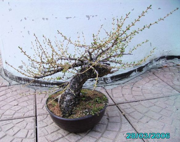 2008616124332_larice moyogi - 01