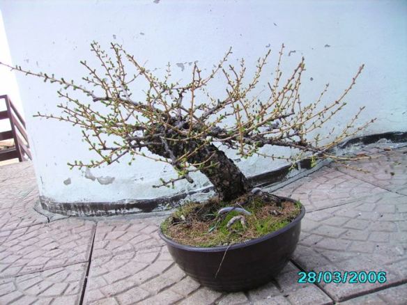 2008616124357_larice moyogi - 02