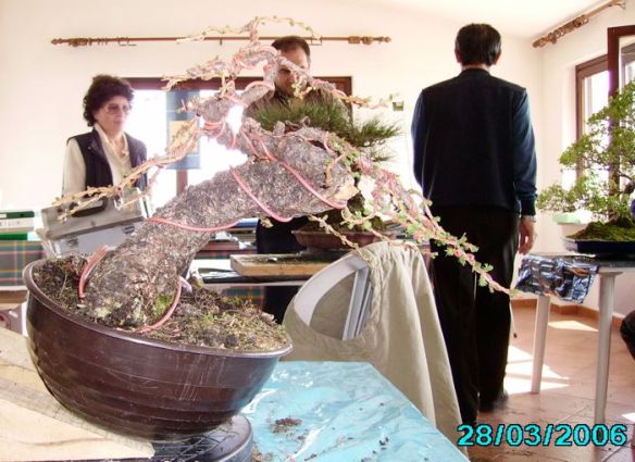 2008616125139_larice moyogi - 04