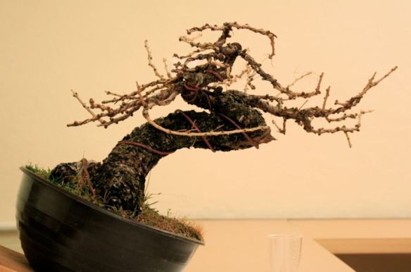 2008616125535_larice moyogi - 08