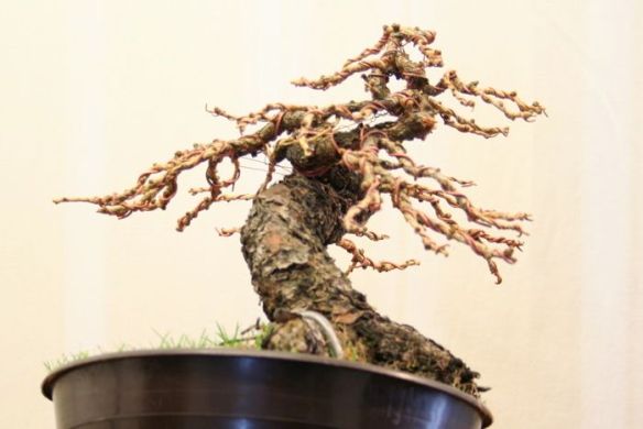 2008616125750_larice moyogi - 16