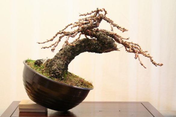 200861612579_larice moyogi - 13