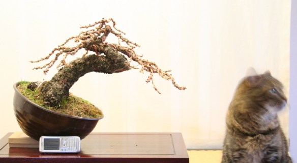 2008616125814_larice moyogi - 19