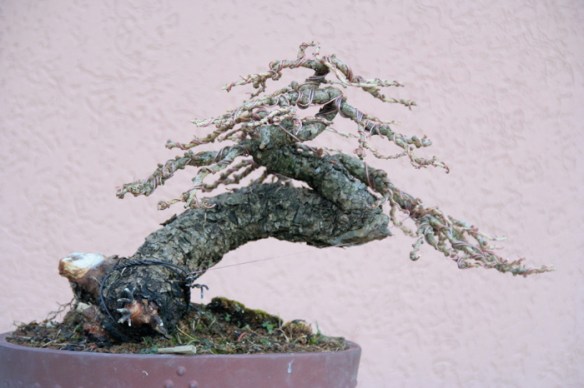 2008616125947_larice moyogi - 22