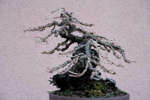 200861613012_larice moyogi - 24