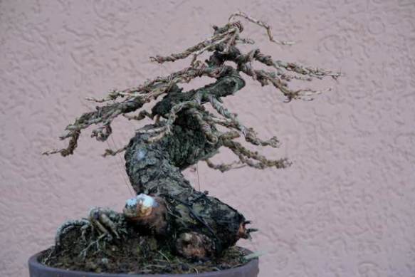 200861613030_larice moyogi - 25