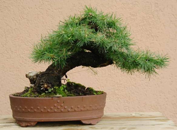 2008617193153_IMG_5253