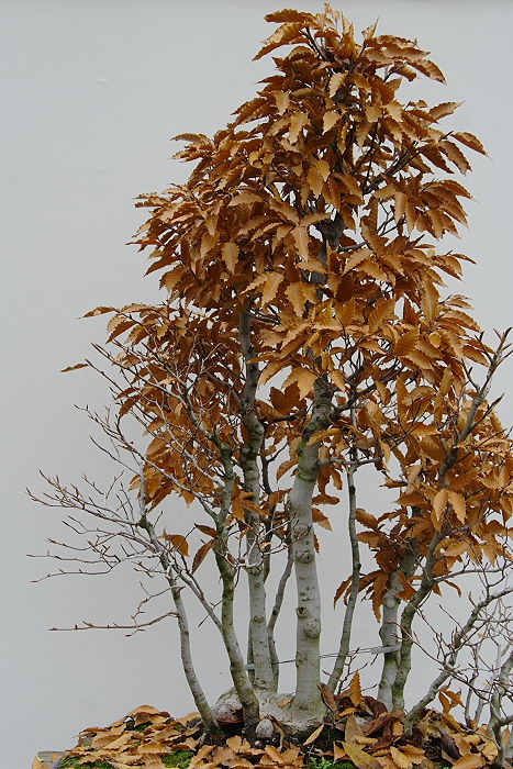 20091110970_IMG_0337