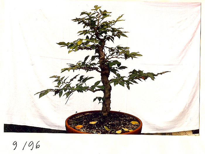 20091112105516_fagus9-96