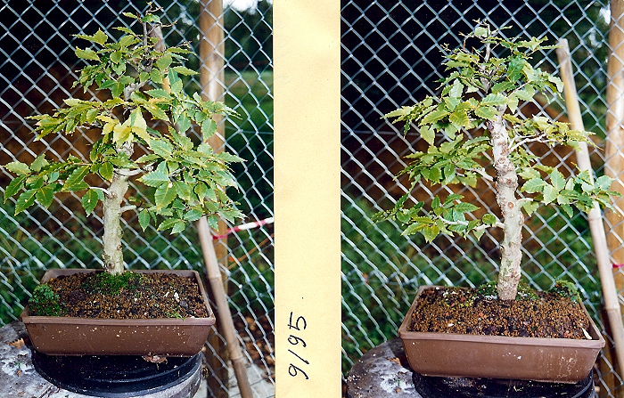 2009111210551_fagus9-95