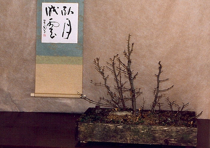 20091112105534_fagus12-3-00