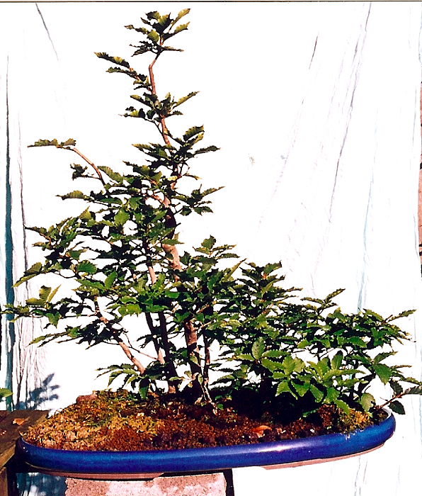 20091112105554_fagus30-7-01