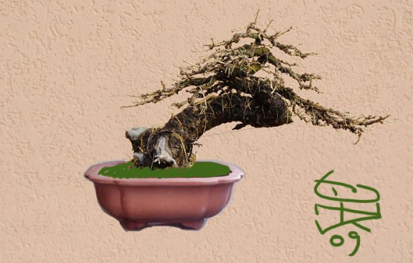 2009122203023_larix1