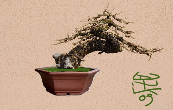 2009122203041_larix2