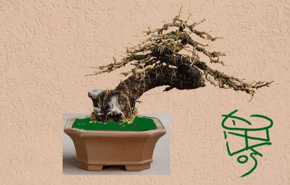 2009122203125_larix4