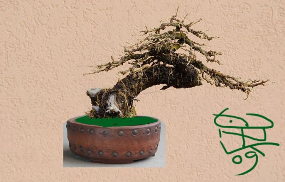 2009122203146_larix5