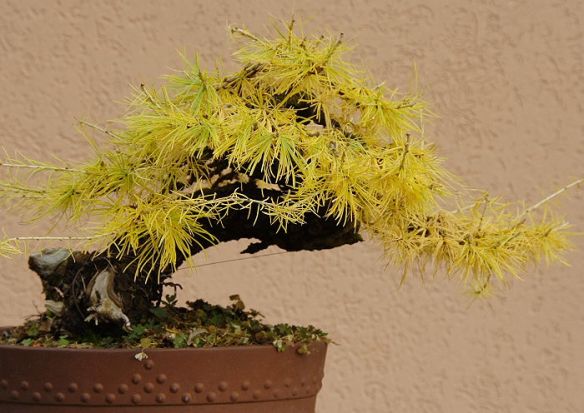 200912293545_IMG_0428