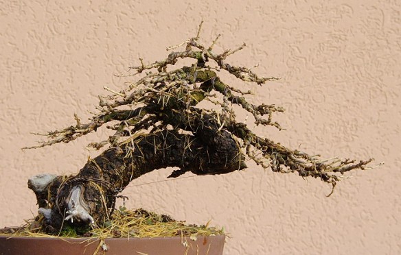 200912293612_IMG_0948