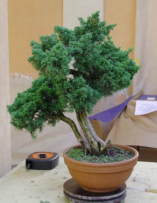 2009916131552_IMG1_7737