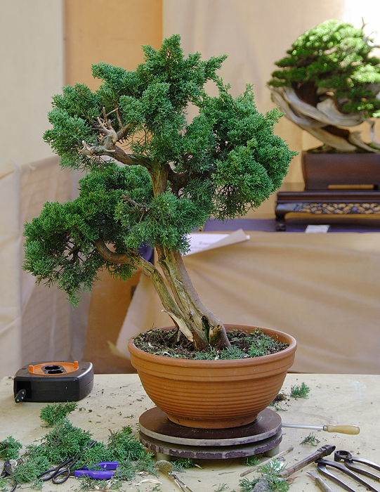 2009916133348_IMG1_7759