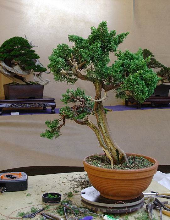 2009916134019_IMG1_7812