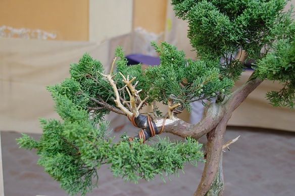 2009916134223_IMG1_7819