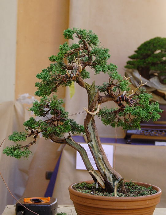 2009916134436_IMG1_7829