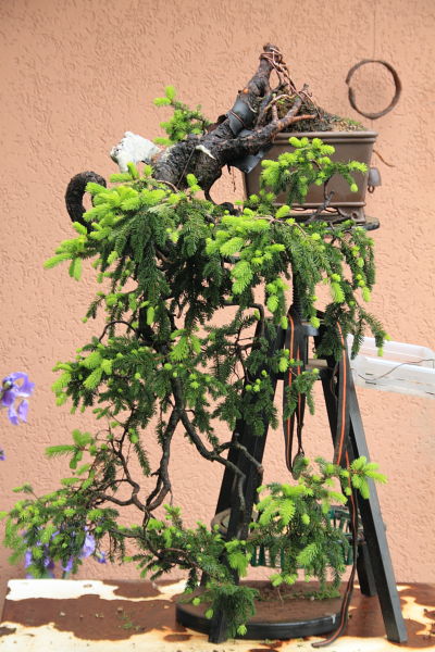 20115914345_IMG_5506