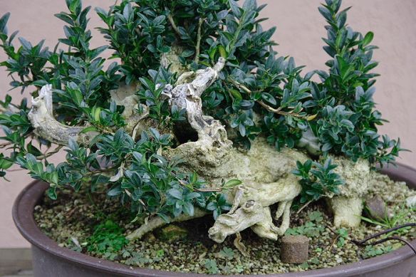 20091021122825_IMG_9611