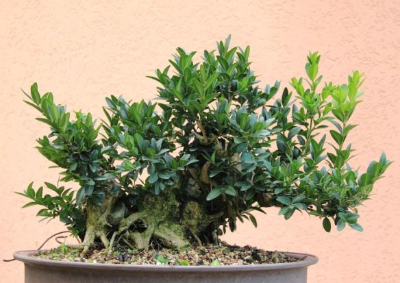 20108984759_IMG_8693