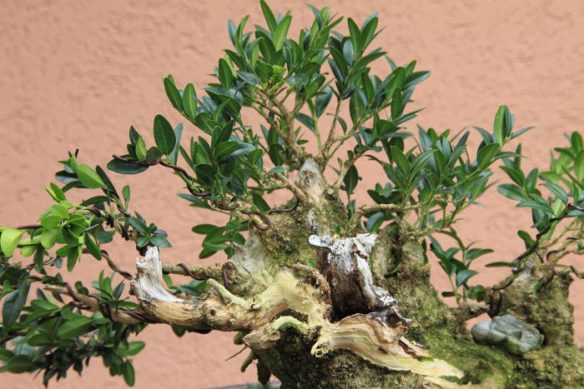 20108985145_IMG_8697