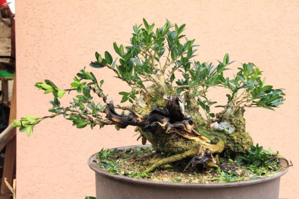 20108985239_IMG_8704