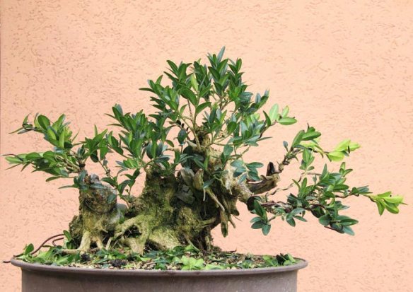 20108985541_IMG_8707