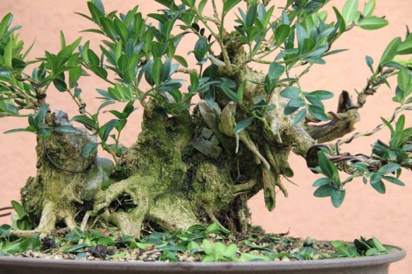 20108985558_IMG_8708