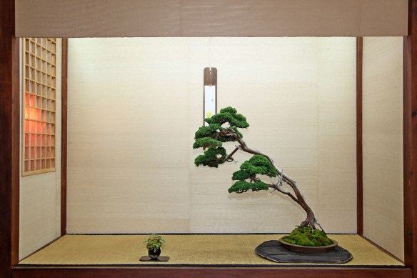 IMG_4598 2° conifere