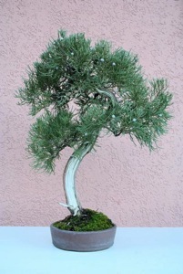 200851514315_2007 - 0105-1