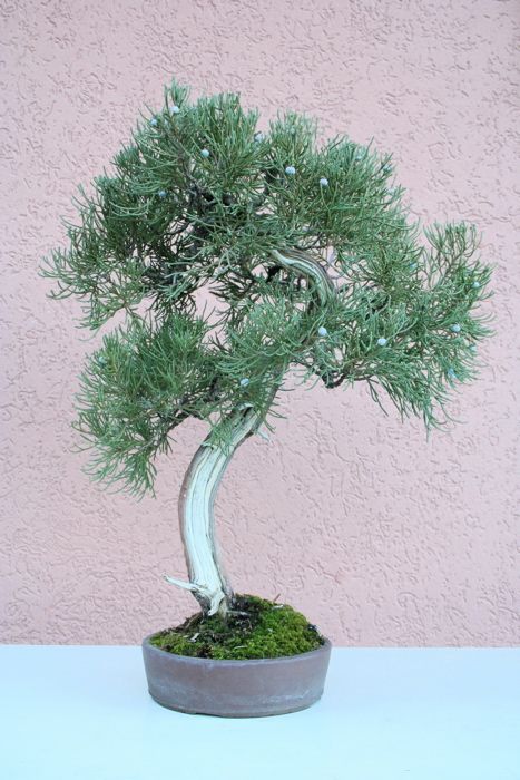 200851514315_2007 - 0105-1_1