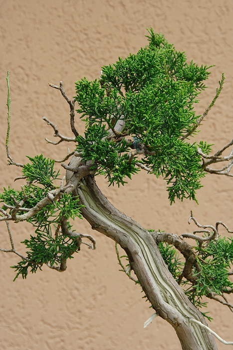 200851515111_IMG_4488