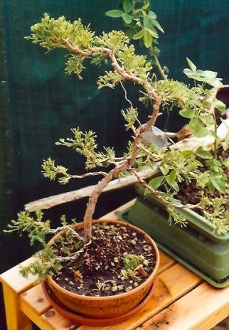 2008516182823_sc00079fe801