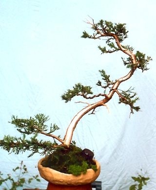 2008516182914_sc0007b82e_1