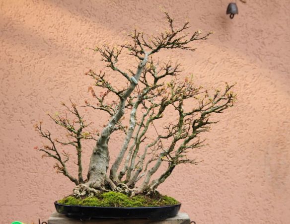 2011615202549_IMG_7718