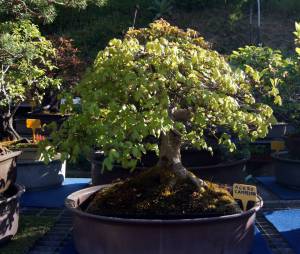 10313691_10201324661232720_7064930657023874626_n