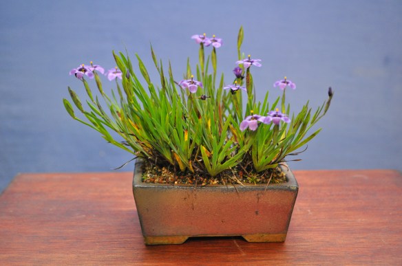 Sisyrinchium 'EK Balls'