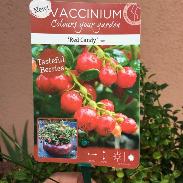 10568797_10203566299616831_7685462338166906524_n