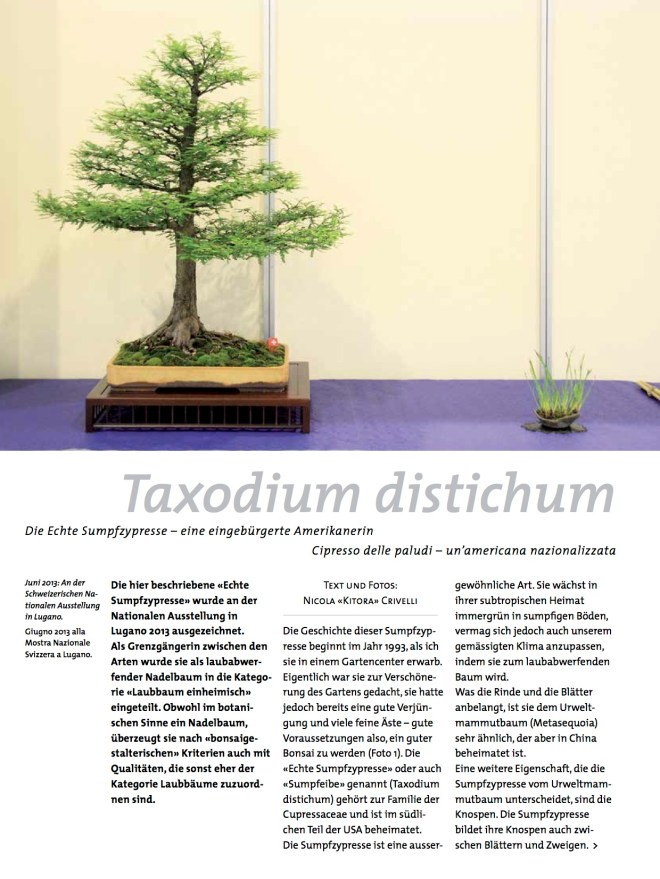 BK_70_NC_Taxodium-1