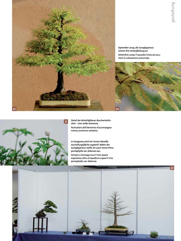 BK_70_NC_Taxodium-8